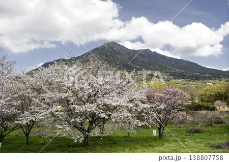 筑波山と桜・桜川・日本の春・茨城県つくば市 138807758