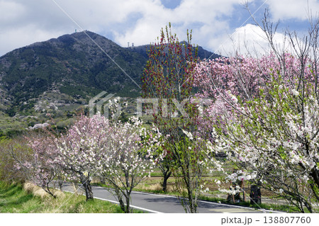 つくば霞ヶ浦りんりんロードと筑波山・桜が咲く春の風景・茨城県つくば市 138807760