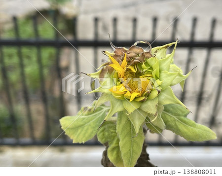 Close Up Of Sunflower Helianthus Annuus Bud With Partly Opened Yellow Petals Close Up Of Sunflower Helianthus Annuus Bud With Partly Opened Yellow Petals 138808011