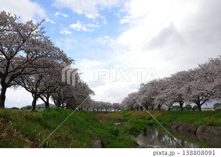 観光名所の桜並木 観光名所の桜並木 138808091