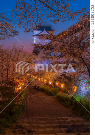 津山城の桜 138808252