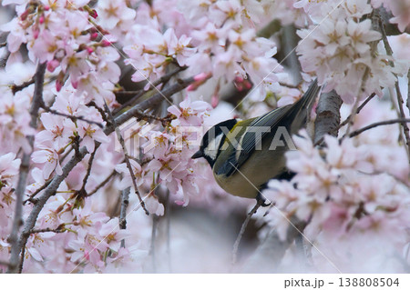 満開の桜の中で休むシジュウカラ 満開の桜の中で休むシジュウカラ 138808504