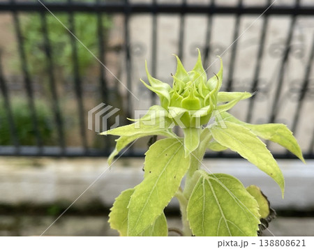 Close Up Of Green Helianthus Annuus Sunflower Flower Bud 138808621