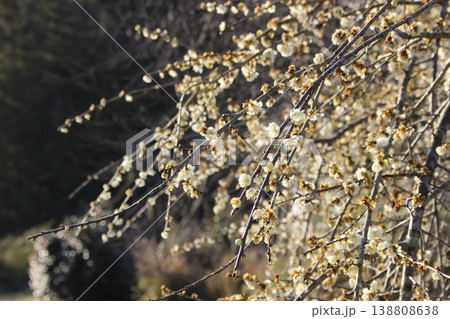 白い梅の花 白い梅の花 138808638