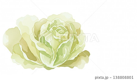 みずみずしく新鮮なレタスの淡い水彩イラスト 柔らかいタッチのナチュラル野菜素材 138808801