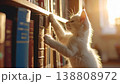 棚に手を伸ばす白い子猫01 138808972