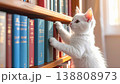 棚に手を伸ばす白い子猫02 138808973