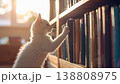 図書室で本を選ぶ可愛い白猫 138808975