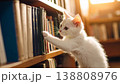 本棚の本を取ろうとする白い子猫の横顔 138808976