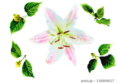 White lily flower with pink ornate veins surrounded by green leaves 138809027