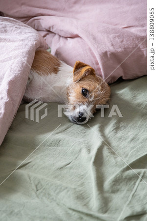 Jack Russell Terrier dog tucked into bed with pastel linen blanket. Jack Russell Terrier dog tucked into bed with pastel linen blanket. 138809085
