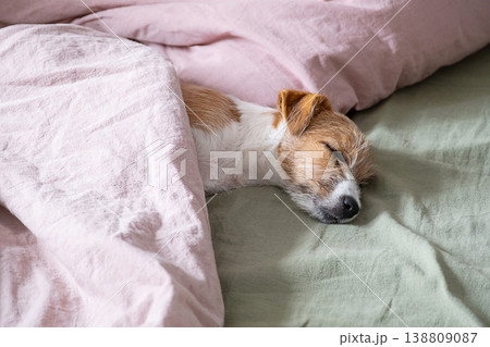 Jack Russell terrier puppy sleeping under pink blanket on green bed sheet. Jack Russell terrier puppy sleeping under pink blanket on green bed sheet. 138809087