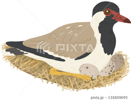 A red-wattled lapwing resting on a straw nest with speckled eggs for Mother's Day. 138809095