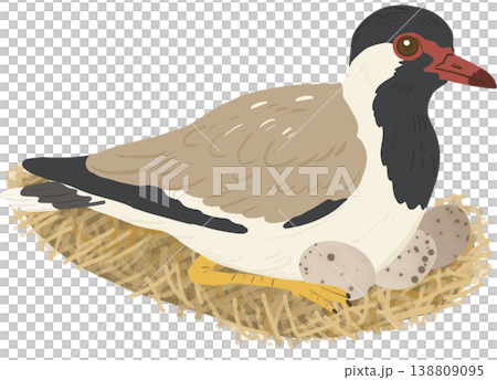A red-wattled lapwing resting on a straw nest with speckled eggs for Mother's Day. 138809095
