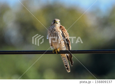 電線に留まるチョウゲンボウのメス 138809137