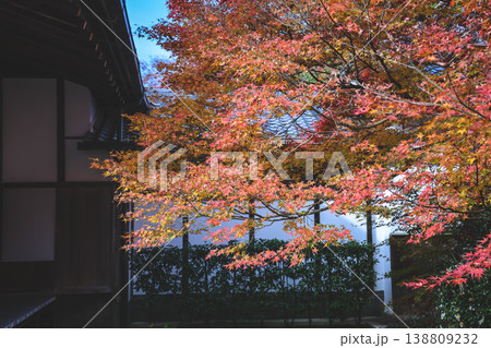 Nov 24 2025 Red Maple Leaves Covering Path at Genko an Temple Kyoto Nov 24 2025 Red Maple Leaves Covering Path at Genko an Temple Kyoto 138809232