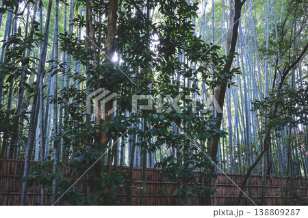 Tall Bamboo Forest Rises Densely Within Kyoto Temple Grounds Nov 24 2025 Tall Bamboo Forest Rises Densely Within Kyoto Temple Grounds Nov 24 2025 138809287