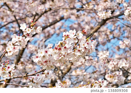 白い桜の花（春、三月） 138809308