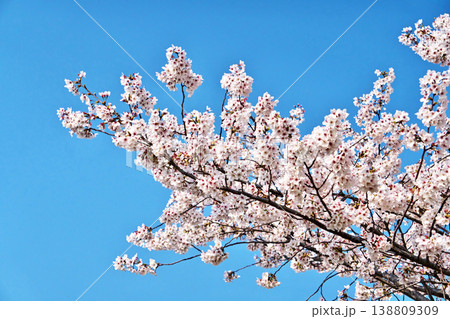白い桜の花(春、三月) 白い桜の花(春、三月) 138809309