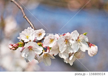 白い桜の花（春、三月） 138809314