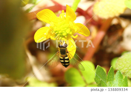 キツネノボタンの花の蜜を吸うフタホシヒラタアブのクローズアップ 138809334
