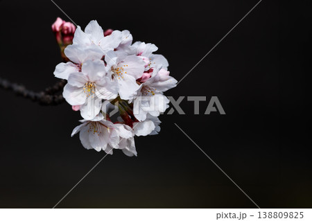 春の陽光を浴びて色とりどりに輝く桜の花たち 138809825