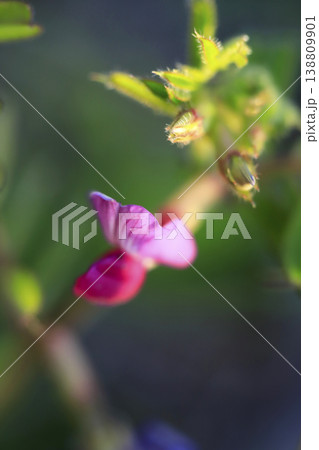 接写で撮ったヤハズエンドウ（カラスノエンドウ）のピンクの花 138809901