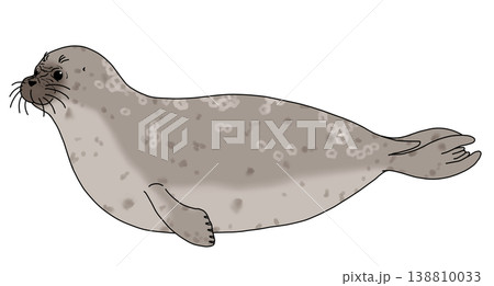 ワモンアザラシ　オス　横向き 138810033