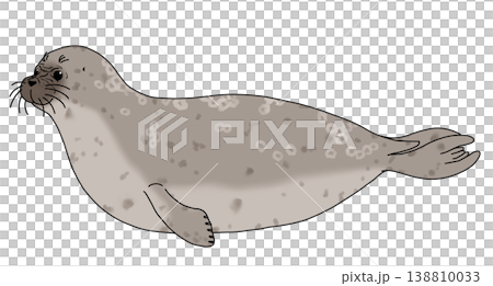 ワモンアザラシ　オス　横向き 138810033