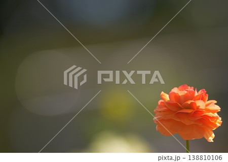 オレンジ色の花とやわらかな背景　春の素材 138810106
