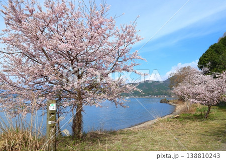 ◇海津大崎の桜 ／ 日本のさくら名所100選・琵琶湖八景（滋賀県高島市マキノ町海津） 138810243