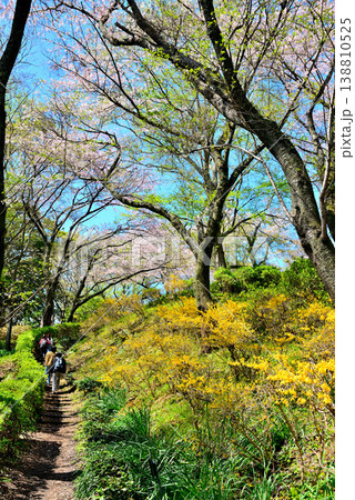 神奈川県 吾妻山公園 登山道の黄色いレンギョウの花 神奈川県 吾妻山公園 登山道の黄色いレンギョウの花 138810525