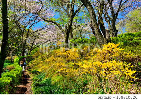 神奈川県 吾妻山公園 登山道の黄色いレンギョウの花 神奈川県 吾妻山公園 登山道の黄色いレンギョウの花 138810526