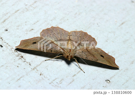 白い壁に茶褐色のモンシロツマキリエダシャク蛾の成虫(アウトドアフィールド昆虫マクロ撮影) 白い壁に茶褐色のモンシロツマキリエダシャク蛾の成虫(アウトドアフィールド昆虫マクロ撮影) 138810600