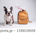 かばんと桜の花の横でお座りするフレンチブルドッグ 138810608
