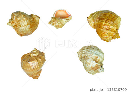 Set of various seashells for different design 138810709