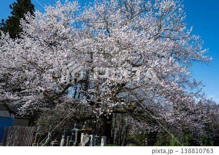青空に映える満開の桜 長野県小川村 138810763