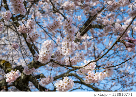 青空に映える満開の桜 長野県小川村 青空に映える満開の桜 長野県小川村 138810771
