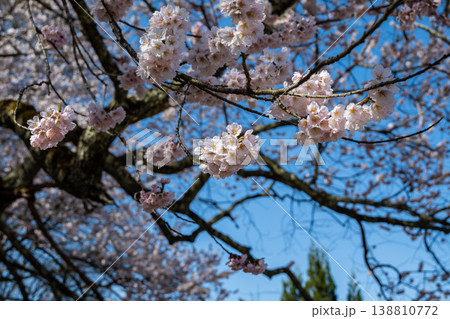 青空に映える満開の桜 長野県小川村 青空に映える満開の桜 長野県小川村 138810772