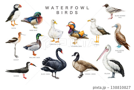 Waterfowl bird clipart set with names watercolor illustration with duck, swan, pelican, gull species. bird clipart for wildlife design, educational use. realistic animals isolated on white background Waterfowl bird clipart set with names watercolor illustration with duck, swan, pelican, gull species. bird clipart for wildlife design, educational use. realistic animals isolated on white background 138810827