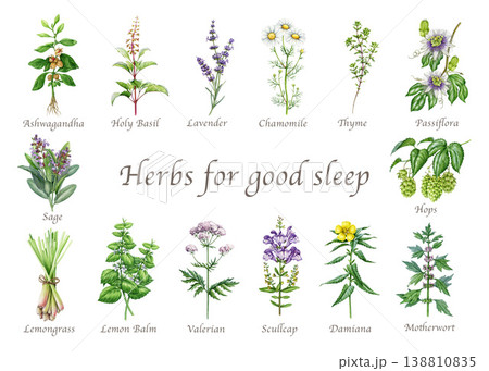 Herbal clipart set watercolor illustration with chamomile lavender valerian hops plants, calming herbs for sleep wellness tea, natural medicine design, botanical collection on white background 138810835