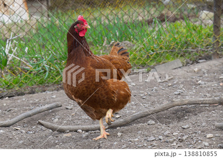 A brown hen stands on one leg in a farmyard with a wire fence in the background 138810855