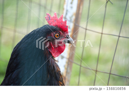 Close-Up Portrait of Black Hen Chicken With Red Comb Standing Beside Wire Fence on Farm 138810856