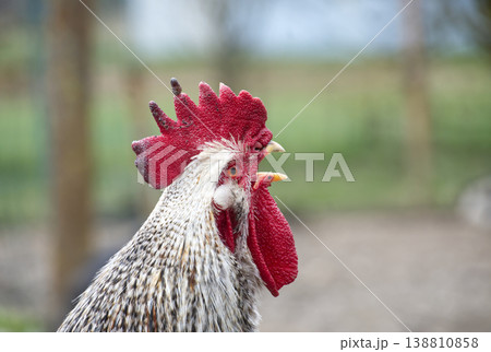 Close-Up Portrait of a Rooster With Bright Red Comb and Wattle on Rural Farm Close-Up Portrait of a Rooster With Bright Red Comb and Wattle on Rural Farm 138810858