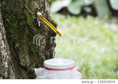 Collecting birch sap from a tree trunk using a tube and container 138810859