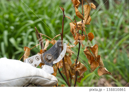 Gardener Pruning Dead Branches With Shears and Gloves During Autumn Shrub Maintenance and Plant Care 138810861