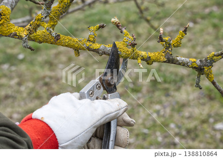 Gardener's gloved hand uses pruning shears to trim a lichen-covered tree branch Gardener's gloved hand uses pruning shears to trim a lichen-covered tree branch 138810864