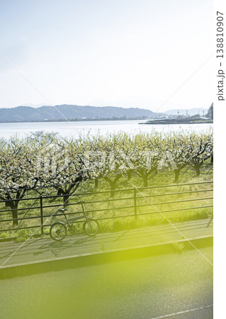 二十世紀梨の花満開のサイクリングイメージ(鳥取県湯梨浜町) 二十世紀梨の花満開のサイクリングイメージ(鳥取県湯梨浜町) 138810907