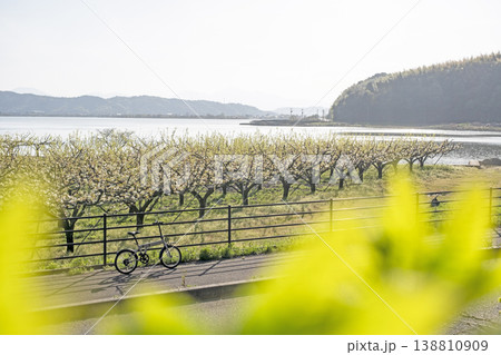二十世紀梨の花満開のサイクリングイメージ(鳥取県湯梨浜町) 二十世紀梨の花満開のサイクリングイメージ(鳥取県湯梨浜町) 138810909