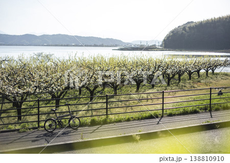 二十世紀梨の花満開のサイクリングイメージ（鳥取県湯梨浜町） 138810910